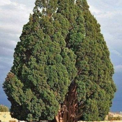 703MAhouraa's profile picture. ما لعبتکانیم و فلک لعبت باز