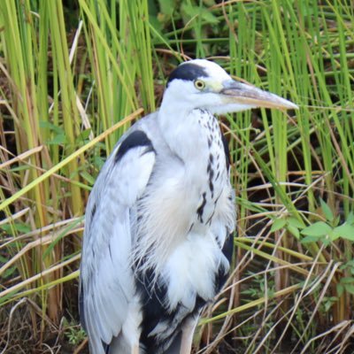 fukuit's profile picture. 1971年生まれ / 特技：なし / 趣味：悪い / お仕事：職場のパソコン係 / 蟹座♋️ / B型 / 無能な働き者 / INTJ 建築家 / エニアグラム タイプ5