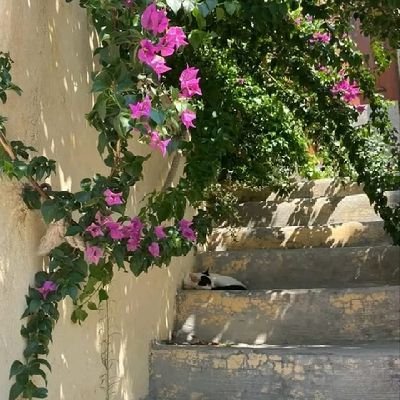 aishyygul's profile picture. 