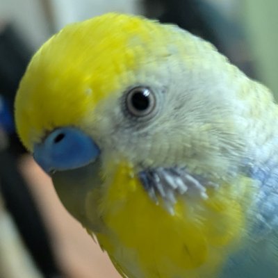 torennZ's profile picture. ６年くらい放置していたｘ最近使い始めました😆よろしくお願い致します！
色んな方々と繋がれて感謝！フォロー、いいね、リスポンス、コメント頂きたい感謝！
インコとアクションフィギュアとボードゲームのミニチュア投稿しようと思います😆
ゾンビサイドにハマり中