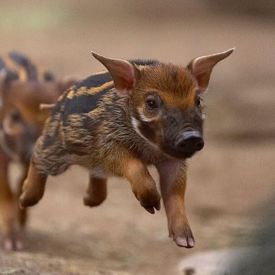 hogdogcoin's profile picture. The official hogger dogger coin.