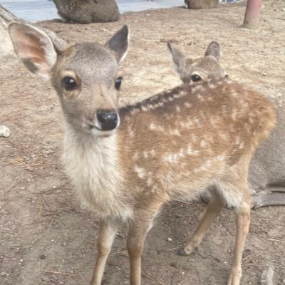 topborn2717's profile picture. トルコ系軍人です