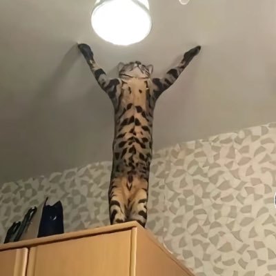 Demir1700832727's profile picture. 