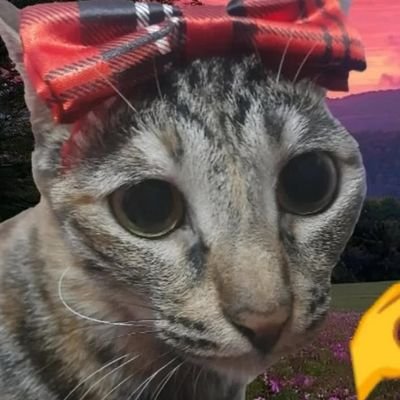 zoakiinyou's profile picture. | 15 🇪🇸 peak 1900 rl
| pretty kitty princess 💜🩵 | i also like gd, mc/(yt) & ut/dr :D
| cats and foxes are awesome :3