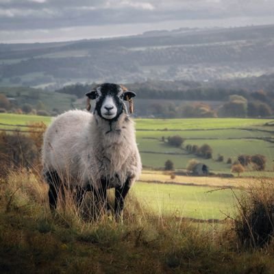 Paul36989826902's profile picture. Countryside Member and Countryside Alliance Member 🇬🇧 lover of a good Single Malt.