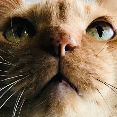 3455I98O's profile picture. INFJ×ENFPのたぶんROM専