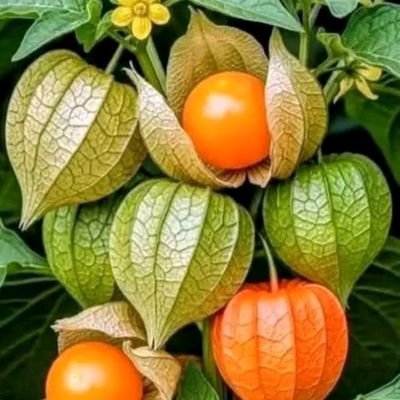 partriot_Ke's profile picture. Kenyan🇰🇪🇰🇪🇰🇪🇰🇪