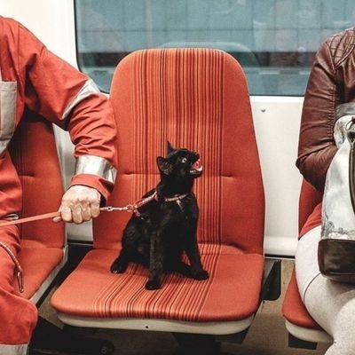 _Pistachekun's profile picture. Oi todo bem?  sou um treinador pokemon, lolzeiro, pai de nintendo Switch. nerd, gamer, otaku 🏳️‍🌈 Pride 
🎮 Nintendo Switch 👉 SW-3189-7672-0897