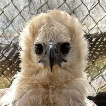 rayanaric's profile picture. divas pop e bichos estranhos