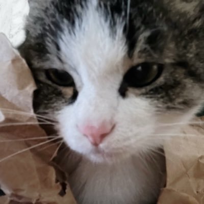 yoshi_bwt's profile picture. エニタイムはじめました