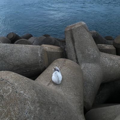 toxic66047884's profile picture. minemineminemine