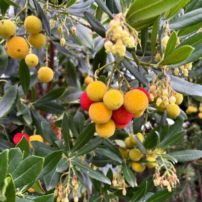 Charliefarliboy's profile picture. I USED TO STAND WITH PRESIDENT TRUMP NO DM S PLEASE I WILL NOT REPLY!