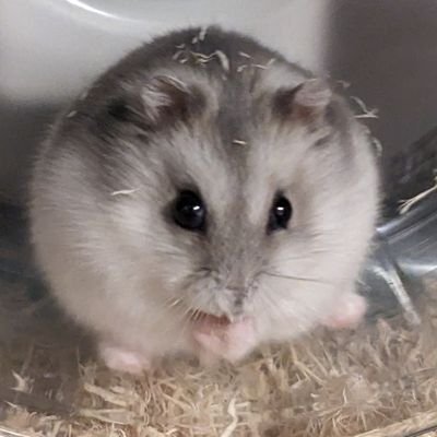 ham141421356's profile picture. 