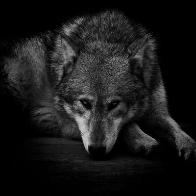 huwskyy's profile picture. once a red always red.