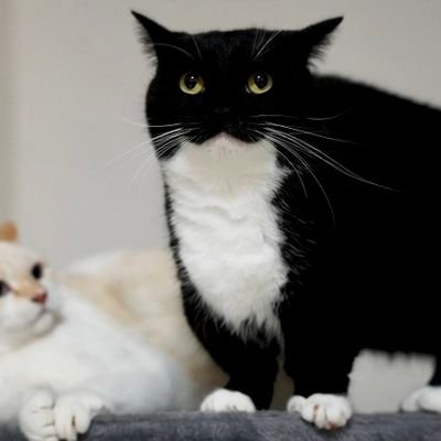 RuinbornAfton's profile picture. ero @redacted quel MATTACCHIONE di elonio muschio mi ha limitato per la terza volta nel giro di bho 3/4 mesi, quindi torno qua provvisoriamente MANNAGGIAAA