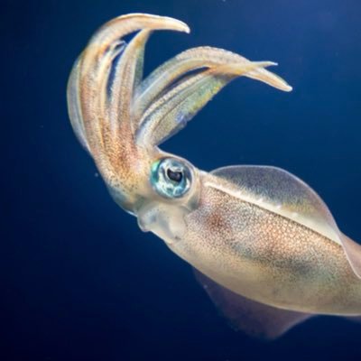 nxjgsiabcp827's profile picture. 趣味は釣り、麻雀、生物観察、魚料理です。生き物全般が好きで特に魚類が大好きです。大学では物理工学を専攻しています。B2      大学院から生き物の研究の道に進もうか検討中