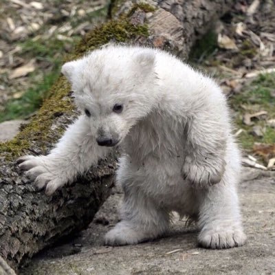 remyfru's profile picture. : )