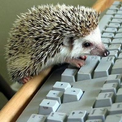 soyboy_vegan's profile picture. superchain success at op labs