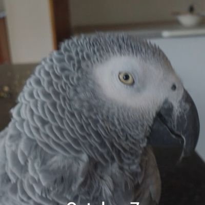 PGrumpman1's profile picture. Farmer.

Handmade Knives.

Handmade Furniture.