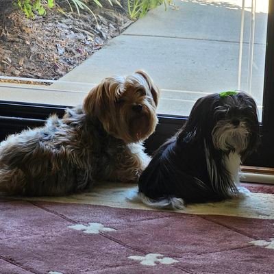 stward01's profile picture. Son of God and believe in true Christ-like Christianity | Husband | Father | 🚫 MAGA | Tired of lies & BS | Equality For All, Not Just Like minded 🌊🌊 🐶 Dad💙