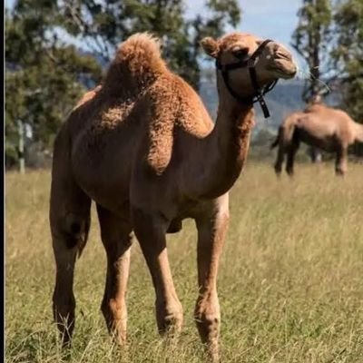 AhmedMazan256's profile picture. TAWASUL CHARITY ORGANIZATION 
Orphan Feeding 🙏🏻🙏🏻
Food park distribution 
water well construction💦
kurban sadaqa🐑
Mosque construction 🤲🏻🤲🏻
DONATE NOW.