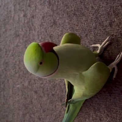 Grati_tudess's profile picture. “Learning“