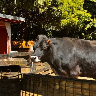 bncnwo's profile picture. 