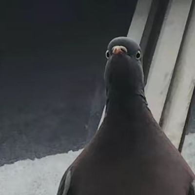 waylune's profile picture. Software Engineer, Creative Wall Maker ~ Sage