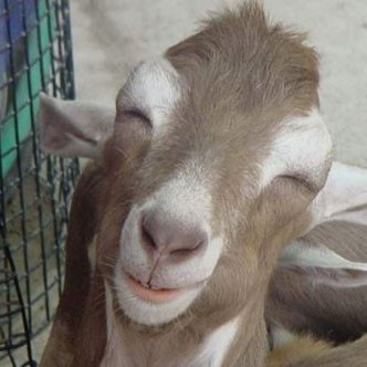 marcos_bode's profile picture. Bode num planeta de ovelhas.