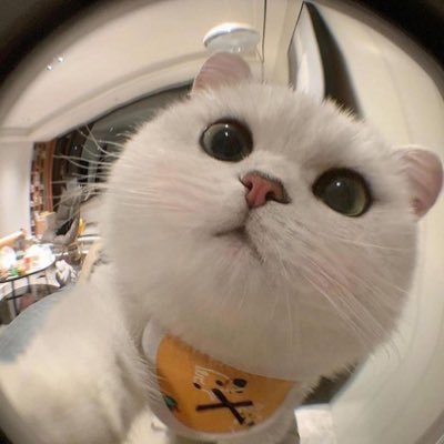 sadist20201's profile picture. 初めまして。乙骨三四郎です。人として生きるのをやめ、趣味に生きる猫として呟いていきます。