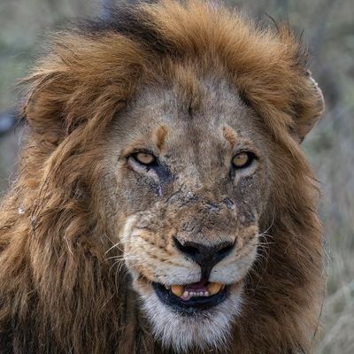 safariwithselle's profile picture. Escape into Nature/Enjoy the Air/Feel the Free Space/Live Life/Love Life