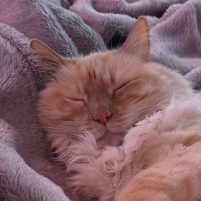 RzDzTCG's profile picture. Card-slinger, playing Darius in Riftbound