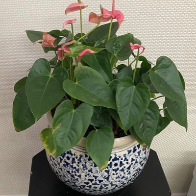 sshaadhaz's profile picture. اللهم لا أؤذي ولا أؤذى.