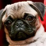 Rygofn's profile picture. 