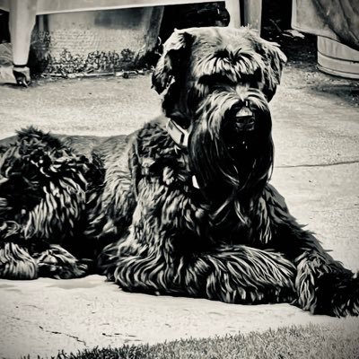 Erock_OT's profile picture. 🏴‍☠️🥃 “It's all a scam - it's all fucked up." and "If we do well, the shorts have to cover."- Ryan Cohen