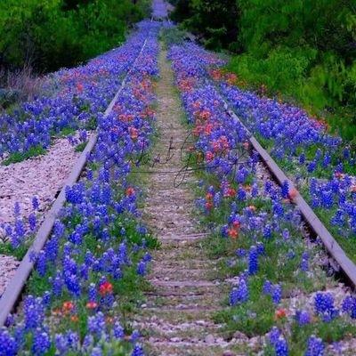 ChooChooEddy's profile picture. 