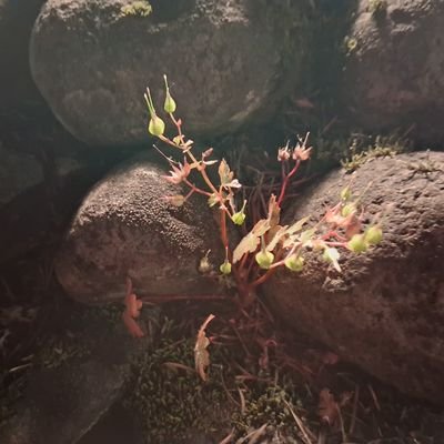 formerly____'s profile picture. formerly made of stone and covered in algae/currently human/🫛 
she/her