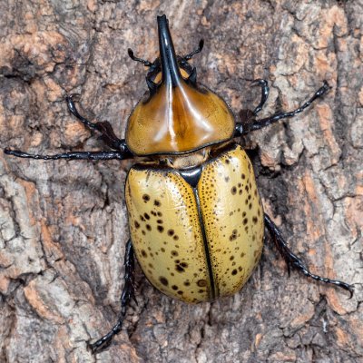 Annie523316's profile picture. 🏈San Francisco 49ers, football, enjoys sports, the outdoors, travel, and photography.
Dallas Cowboys