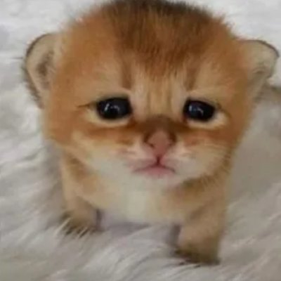 BigmanIThink's profile picture. https://t.co/BOiUMB9Uvi