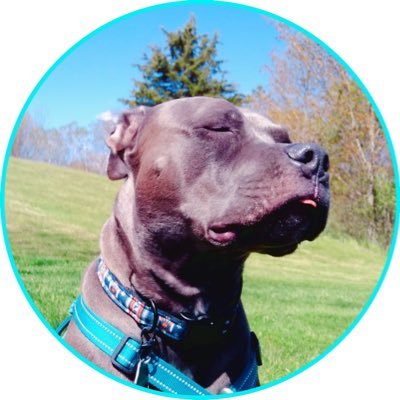 EraOfKona's profile picture. 🩵love my pibble,Blue 💍my heart is taken 🛶kayaker #BillsMafia🏈 #NyLiberty🗽🏀 +rtv • 21🏳️‍🌈s/h