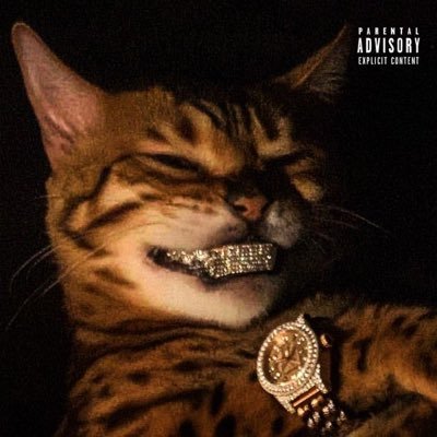 kvbust's profile picture. młody talent/content creator 2k pr 🇵🇱