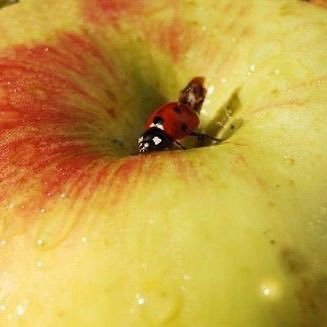 ianisgayjesus's profile picture. 