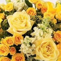 yellow_rose2 (@yellow_rose2) 's Twitter Profile Photo