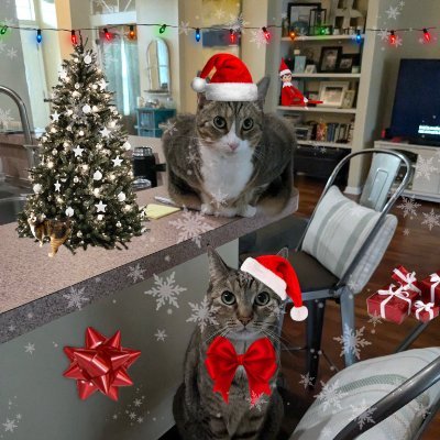 boomerlynne's profile picture. Mom: coffee lover, nap taker, comic sans hater.
Felines: 6 year old siblings 🐱🐱 Binks & Brian
🐱🐱🌈🌈 Nickel & Luna
#catsoftwitter