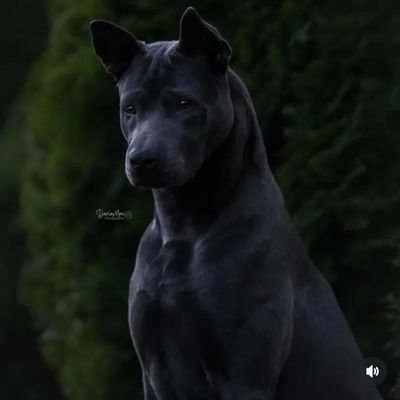 HakanKskn28's profile picture. 我是中國人，我站在被壓迫者那邊 💫💫💫💫💫