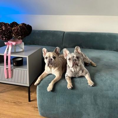 TheFrenchie123's profile picture. Wᴇʟcoмᴇ Tнᴇ Fʀᴇɴcнιᴇ123 ιs ᴀ ԍʀouᴘ oғ ᴇɴтнusιᴀsтs ᴀɴᴅ owɴᴇʀs wнo sнᴀʀᴇ ᴀ coммoɴ ʟovᴇ ғoʀ Fʀᴇɴcн Buʟʟᴅoԍs🐾