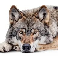 TheWolfAmongU13's profile picture. Brazillian. Only here for art and *unfortunetely* the few sources of reliable news.