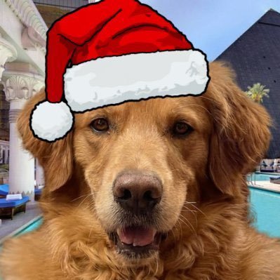 mutt_on_solana's profile picture. Mutt. Nd3SN @muttonsolana.com Hd69e43WmUeQZW9h4BoZVL8w6AsQ1dMnNPtnEtu