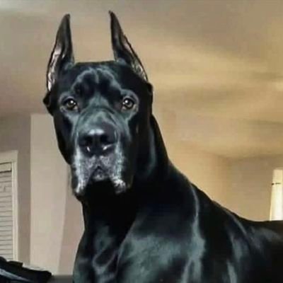 Pulse24_'s profile picture. 🇺🇲🇳🇬🇮🇱Celebs don’t cold-DM fans — don’t fall for the bait. Elon Musk/George Strait hitting you up personally just doesn't pass the sniff test.