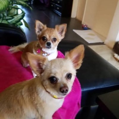 ellachloe825's profile picture. 